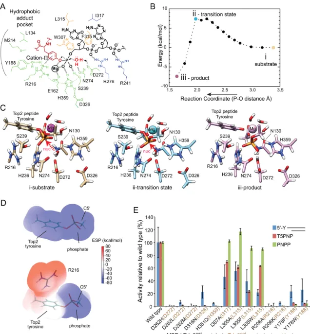 Figure 5. Structure-function analysis of the Tdp2 reaction mechanism. (A) Proposed mechanism for hydrolysis of phosphotyrosine bond by Tdp2