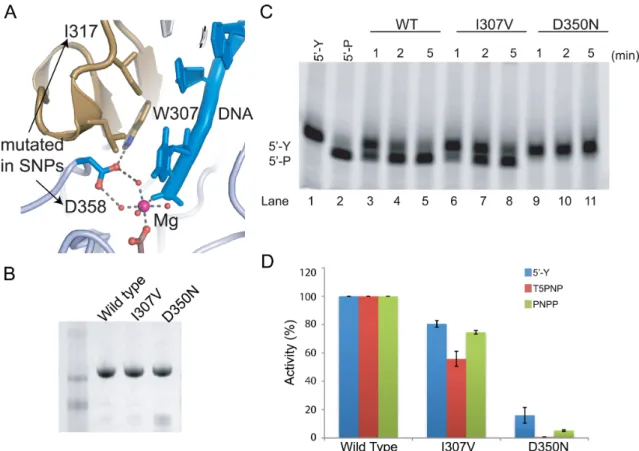 Figure 6. Tdp2 SNPs impair function. (A) Active site residues mutated by TDP2 SNPs. D350N (mTdp2 D358N) and I307V (mTdp2 I317V) substitutions are mapped onto the Tdp2 active site of the high-resolution mTdp2 cat structure (4GZ1)