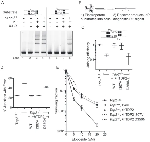 Figure 7. Effects of Tdp2 active site SNP-encoded mutants on cellular Tdp2 functions. (A) Cy5 labeled substrates with 5  -phosphate termini (Lanes 1–4) or 5  -tyrosylated termini (Lanes 5–9) were incubated with Ku, the NHEJ ligase (XRCC4, ligase IV and X