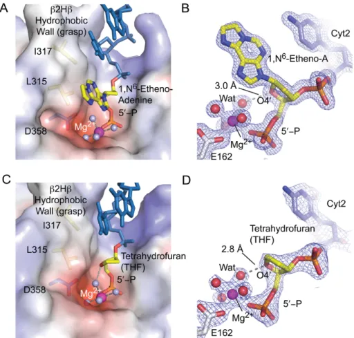 Figure 2. Structures of mTdp2 cat bound to DNA damage that triggers Top2 poisoning. (A) Structure of mTdp2 cat bound to 5  -phosphate DNA (product complex) containing ⑀A (yellow), Mg 2+ (magenta) and its inner-sphere waters (gray)
