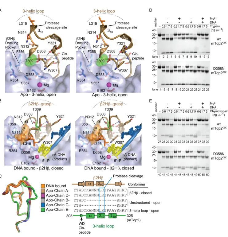 Figure 3. Conformational plasticity in the Tdp2 active site. (A) The open, 3-helix conformation (tan) of flexible active-site loop observed in monomer E of the DNA-free mTdp2 cat structure (PDB entry 5INM) is supported by T309 (green), which packs against 