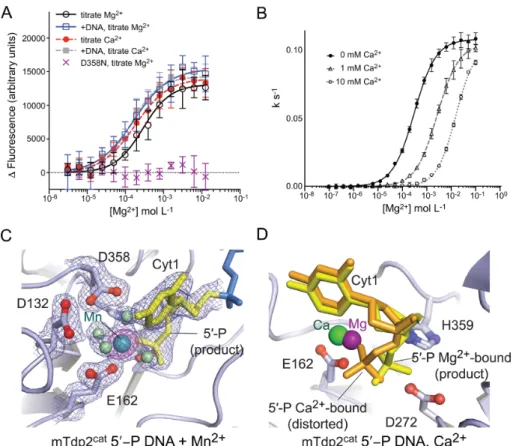 Figure 4. Metal cofactor interactions with Tdp2. (A) Intrinsic tryptophan fluorescence of mTdp2 cat was used to monitor a conformational response to divalent metal ion binding