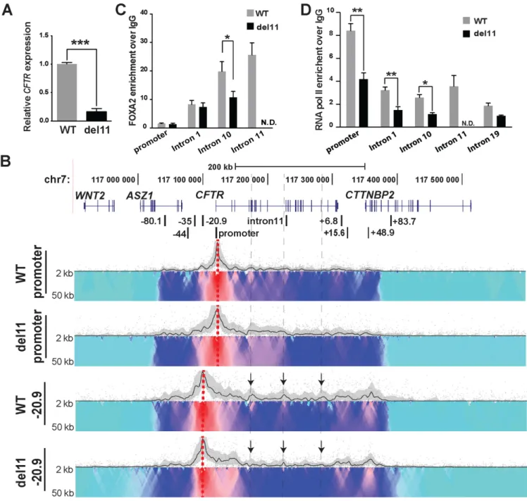 Figure 6. Deletion of the intron 11 enhancer from the CFTR locus has little impact on chromatin structure but substantially reduces gene expression