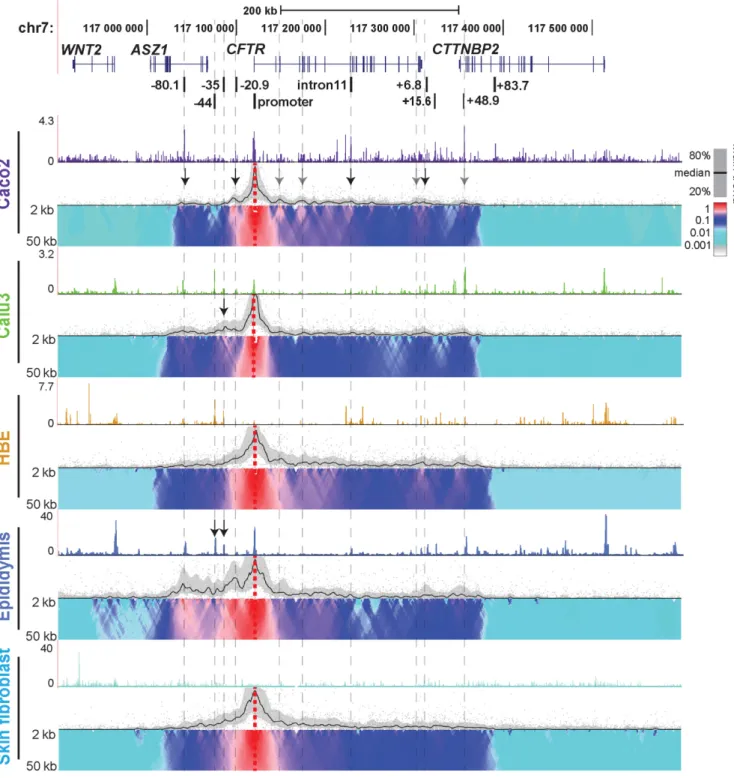 Figure 1. Cell-type-specific chromatin structure at the CFTR locus: 4C-seq profiles with a CFTR promoter viewpoint
