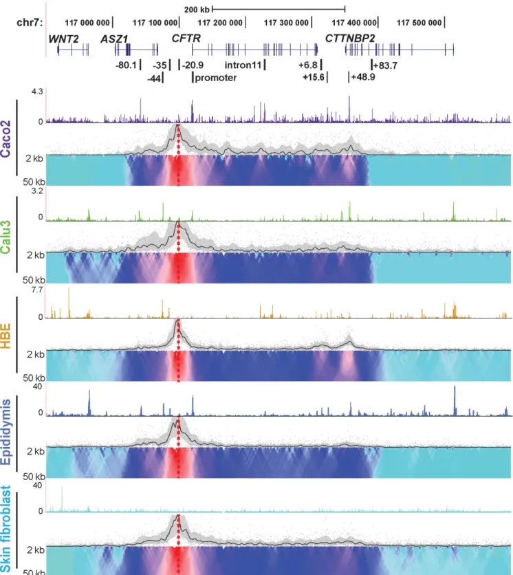 Figure 2. Cell-type-specific chromatin structure at the CFTR locus: 4C-seq profiles with a −20.9 kb CTCF-binding insulator viewpoint