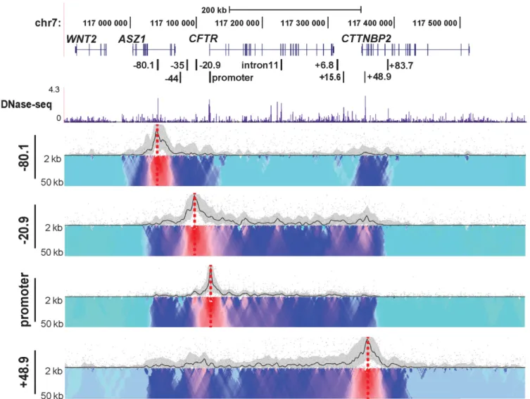Figure 3. Chromatin structure at the CFTR locus in Caco2 cells analyzed from multiple viewpoints