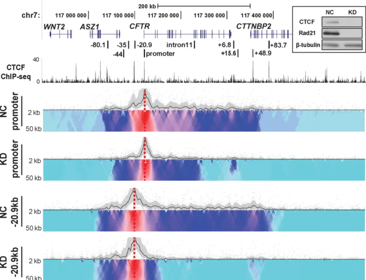 Figure 4. Depletion of CTCF and cohesin complex has a dramatic impact on chromatin structure at the CFTR locus