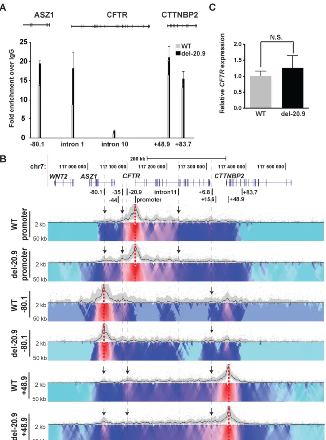 Figure 5. Deletion of the −20.9 kb CTCF site from the CFTR locus disrupts its chromatin structure but has little effect on gene expression