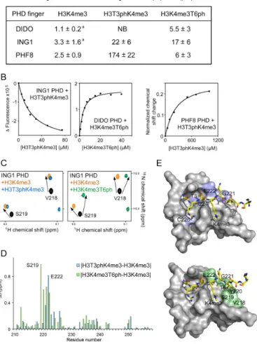 Figure 2. The molecular mechanism for the recognition of phosphorylated marks. (A) Binding affinities of the PHD fingers as measured by  trypto-phan fluorescence (or NMR for the PHF8 PHD-H3T3phK4me3  inter-action)