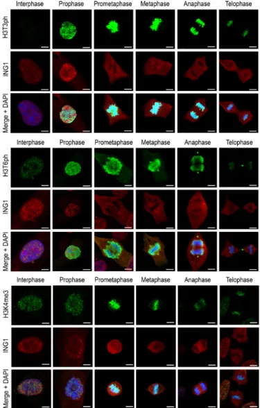 Figure 3. Exclusion of the PHD finger-containing proteins from mitotic chromatin coincides with phosphorylation of histone H3T3 and H3T6.