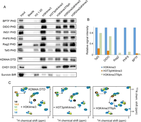 Figure 5. The phospho /methyl switching mechanism is conserved. (A) Peptide pulldown experiments comparing the binding of readers to the indicated H3 peptides (residues 1–20)