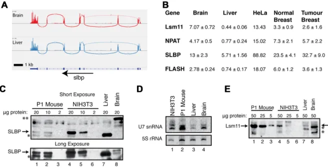 Figure 6. Expression of Histone Specific factors in mammalian tissues. (A) Sashimi plot demonstrating continued expression of SLBP mRNA in mouse brain (top) and liver (bottom) from (31) (B) RNA-Seq data from 3 replicates of mouse liver and mouse brain (31)