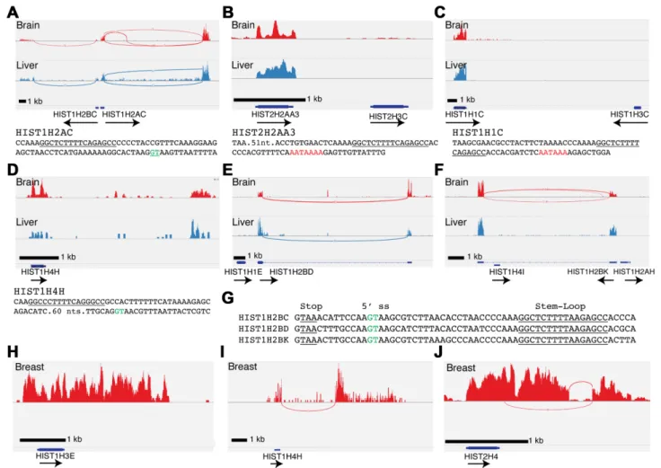Figure 1. A subset of replication-dependent histone mRNAs are expressed in terminally differentiated tissues