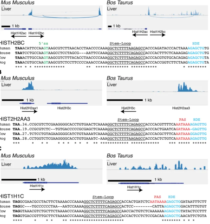 Figure 2. Polyadenylation of a subset of histone mRNAs is conserved in mouse and cow. (A) Sashimi plots of the expression of the Hist1H2bc gene and Hist1H2ac gene from the mouse (left) and cow (right) liver