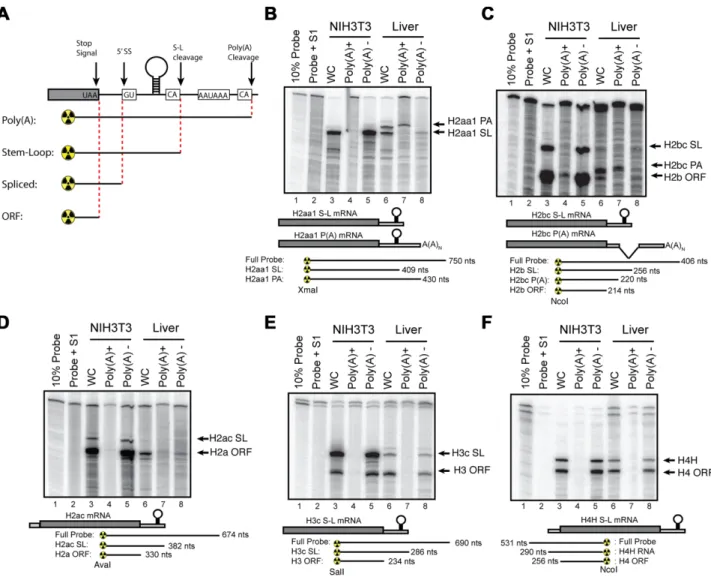 Figure 3. Expression of histone mRNAs is mouse fibroblasts cells and mouse liver. (A) Schematic of generalized S1 nuclease protection assay performed on mouse histone mRNA