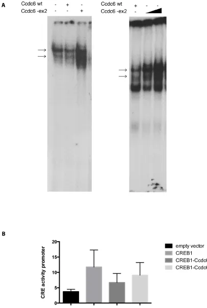 Figure 1: Ccdc6-ex2 protein increases CREB binding to CRE element and is less able to reduce CREB1 transcriptional activity