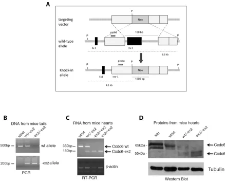 Figure 2: Generation of Ccdc6-ex2/-ex2 knock-in mice. A. Schematic representation of the endogenous wt allele, the targeting vector and the resulting Ccdc6-ex2 allele