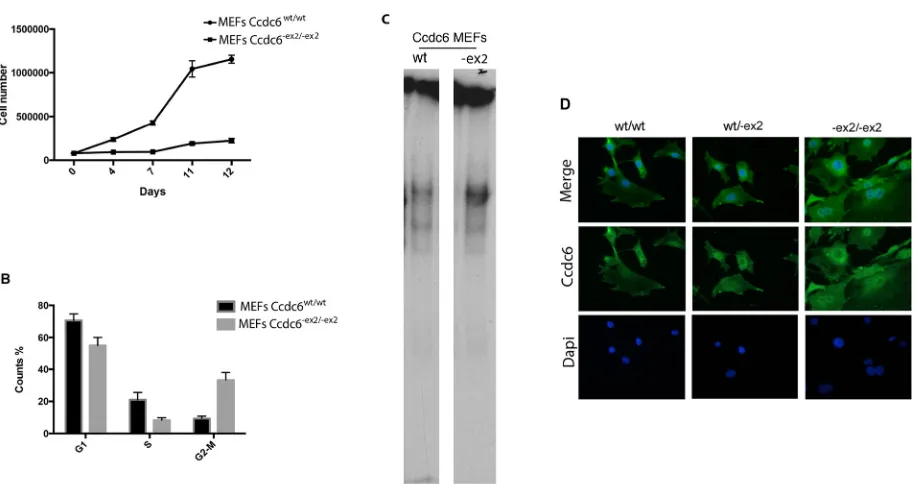 Figure 3: Analysis of Ccdc6-ex2/-ex2 and wt MEF growth. A. MEFs were prepared from Ccdc6wt/wt and Ccdc6-ex2/-ex2 embryos at 12.5 dpc