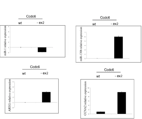 Figure 6: CREB1 transcriptional activity is increased in thyroids of Ccdc6-ex2/-ex2 mice