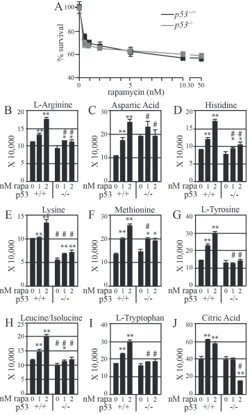 Figure 3: Rapamycin more effectively increases amino acid levels in mouse ES cells with functional p53