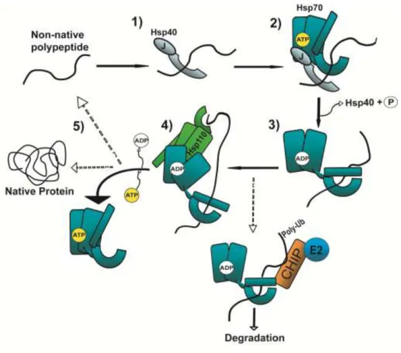 Figure  1.1.  Hsp70  polypeptide  binding  and  release  is  regulated  through  cycles  of  ATP  hydrolysis and exchange