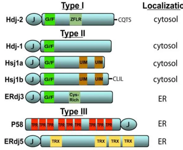 Figure 1.2. Domain structures of several human Hsp40s. Type I Hsp40s such as Hdj-2 (also called  DnaJA1) possess a J-domain, G/F-rich region (green) and a ZFLR (blue)