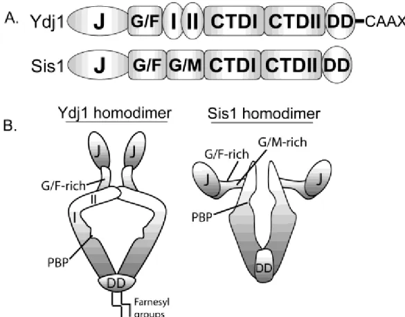 Figure  2.1  Domain  structures  of  the  Type  I  Hsp40  Ydj1  and  Type  II  Hsp40  Sis1  (A)
