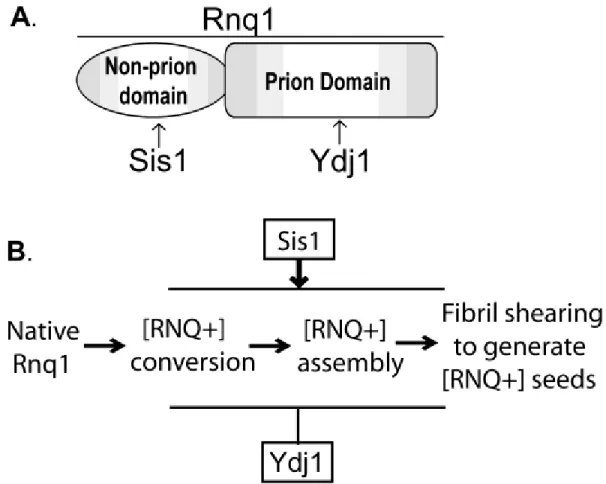 Figure  2.2.  Domain  structure  of  Rnq1  from  S.  cerevisiae  (A).  Rnq1  contains  a  N-terminal  non- non-prion domain (aa1-152) and a C-terminal, Gln/Asn-rich non-prion domain (aa153-405)