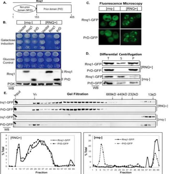 Figure  4.1  The  Rnq1  PrD  assembles  into  benign  [RNQ + ]  prion.  (A)  Domain  boundaries  of  Rnq1  from  S