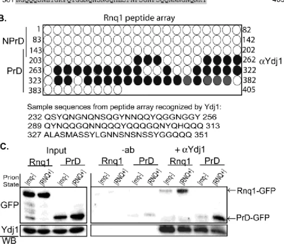 Figure  4.3  Ydj1  interacts  with  the  PrD  of  Rnq1.  (A)  Rnq1  amino  acid  sequence  from  S