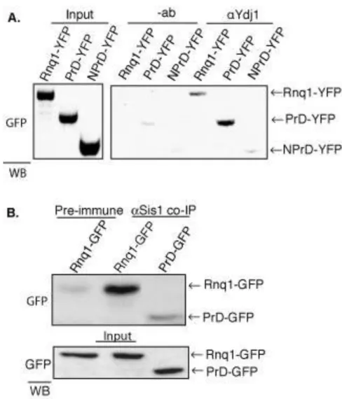 Figure 4.4 Ydj1 specifically binds the PrD of Rnq1. (A) Ydj1 co-immunoprecipitated Rnq1- Rnq1-YFP, PrD-Rnq1-YFP, yet not NPrD-YFP from [RNQ + ] lysates (right panel)