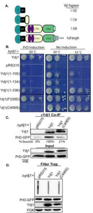 Figure 4.6 The Ydj1 CAAX box is required to suppress PrD toxicity. (A) Domain structure of  Ydj1 and truncations used in this study