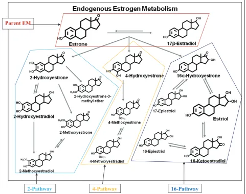 Figure 1 Schematic of estrogen metabolic pathway. Adapted from Fuhrman et al. [8].