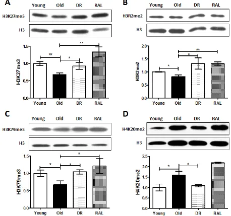 Figure 1: Histone methylations are changed with age but the age-associated change is prevented by DR and/or rapamycin treatment in mouse brain