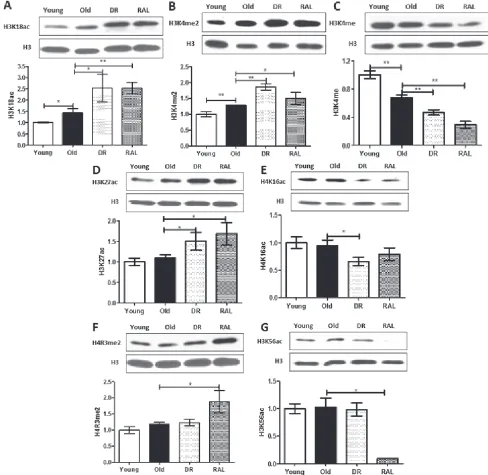 Figure 2: Distinctive impact of DR and/or rapamycin treatment on histone modifications in mouse brain