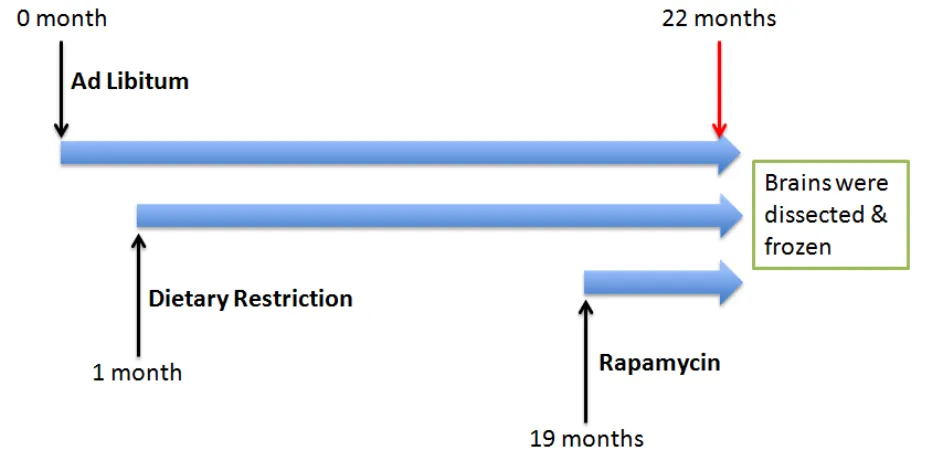 Figure 3: Experimental design. A cohort of BALB/C mice were subjected to ad libitum, Dietary restriction and rapamycin at various time points.