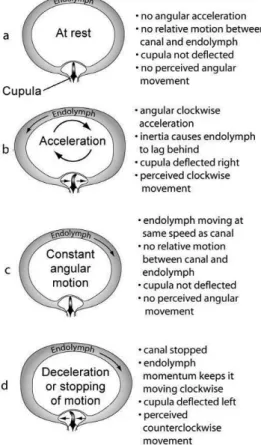 Figure 2.6: Acceleration in a semicircular canal (NASA, 2003).