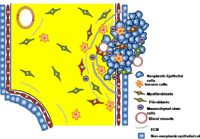 Figure  1.1.    Intra  and  extratumoral  microenvironments  and  cellular  components  of  these  compartments