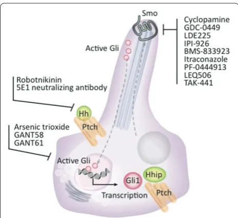 Figure 3. Small-molecule Hedgehog pathway inhibitors and eff ects on the Hedgehog signalling pathway