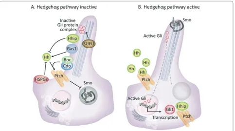 Figure 1. Model of the canonical Hedgehog signalling pathway in mammals. (A) In the absence of Hedgehog (Hh) ligand, the receptor Patched (Ptch) inhibits the activation of Smoothened (Smo) by preventing its surface translocation into the cilium