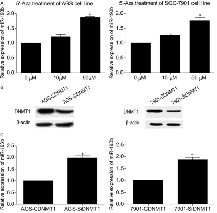 Figure 2. Expression levels of miR-193b following 5’-Aza treatment and DNMT1 knockdown