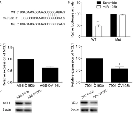 Figure 4. miR-193b targets MCL1. (A) The 3’-UTR of MCL1 aligns with miR-193b. (B) Transfection with miR-193b mimics reduced the luciferase activity of the reporter gene containing the wild-type MCL1 3’UTR in human embryon-ic kidney 293T cells, as determine