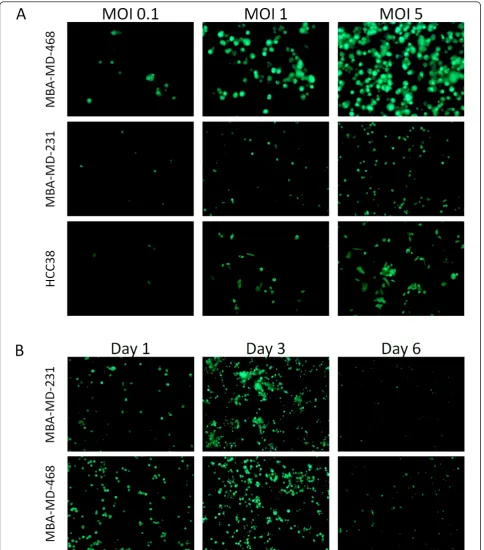 Figure 1 Cell lines MDA-MB-468, MDA-MB-231 and HCC38 show sensitivity to infection with GLV-1h153