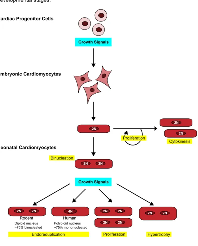 Figure 1.2 Control of Cardiomyocyte Growth. Schematic representation of the  developmentally determined forms of cell cycle control and growth at different  developmental stages