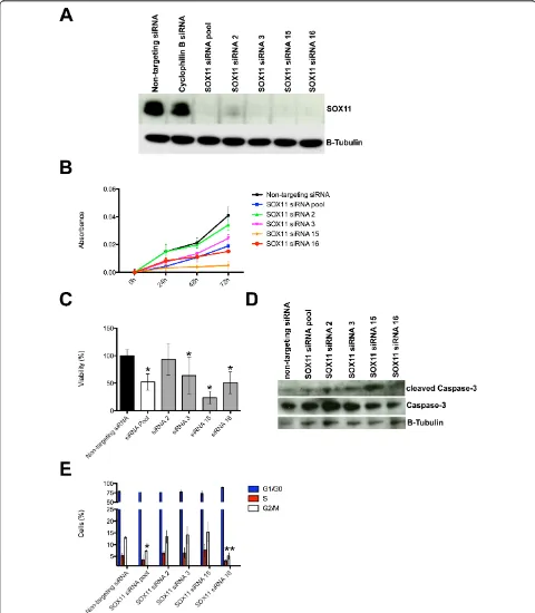Figure 6 Effects of SOX11 knockdown on cell proliferation and viability of breast cancer cells