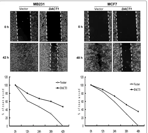 Figure 6 Wound-healing assay for cell motility of vector- or DACT1-transfected MB231 and MCF7 cells