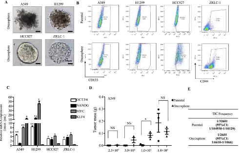 Figure 1: Lung cancer oncospheres exhibit stem-like and highly tumorigenic features. A