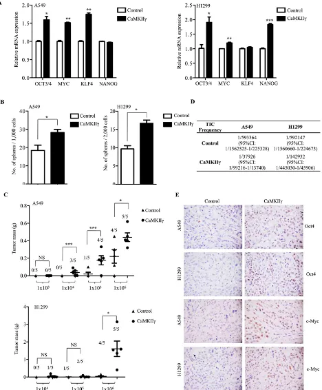 Figure 3: Ectopic expression of CaMKIIγ promotes stem-like and tumorigenic traits. A. Relative gene expression of OCT4, NANOG, MYC, and KLF4 in A549 or H1299 cells stably expressing control or CaMKIIγ by real-time PCR