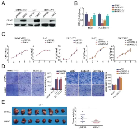 Figure 2: ORM2 inhibited HCC cell growth in vivoinjected orthotopically into nude mice; empty vectors were used as a control