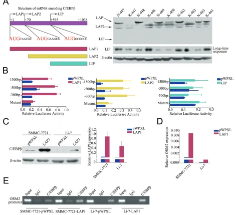 Figure 4: LAP1/2 directly binds to the ORM2 promoter and promotes ORM2 expression in HCC cells